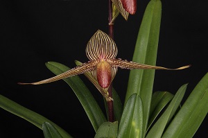 Paph. rothschildianum Hunter's Fun AM 85 pts.